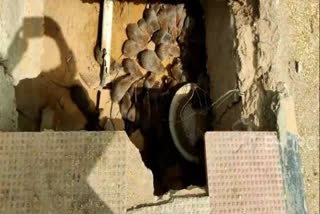 Rodents destroy bridge in Rohtak city