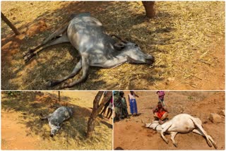 3 cattle death at chamrajanagar