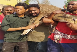 deer falls into a well being rescued by local people