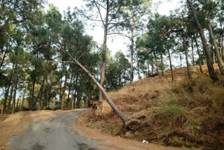 Pine trees can cause accidents for drivers on the roads.