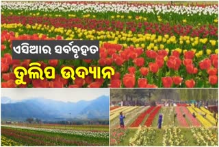 ଜମ୍ମୁରେ ଖୋଲିବ ଏସିଆର ସର୍ବବୃହତ ତୁଲିପ ଉଦ୍ୟାନ