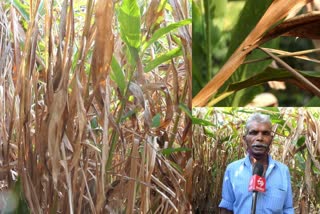 Extensive crop damage in summer heat  Extensive cardamom damage in summer heat  വേനൽ ചൂടിൽ വ്യാപക കൃഷിനാശം  വേനൽ ചൂട്  ഏലം കൃഷി  cardamom damage  cardamom damage in summer heat  ഇടുക്കി  idukki  summer heat