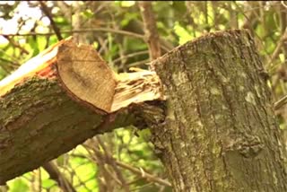 Theft of sandalwood trees in Chikmagalur