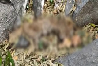 वन विभाग की टीम पहुंची,  पैंथर का कराया गया पोस्टमार्टम,  Panther died in Mount Abu