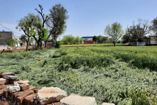 mahendragarh wheat crop destroyed