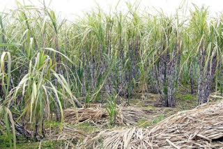 Sugarcane crop