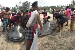 Shark in Varkala  സ്രാവുകൾ മൽസ്യബന്ധന വലയിൽ കുരുങ്ങി  കാപ്പിൽ കടലിൽ കൂറ്റൻ സ്രാവുകൾ  Shark in kappil beach  varkala  thiruvananthapuram  varkala beach  kappil beach  വർക്കല  വർക്കല ബീച്ച്  കാപ്പിൽ ബീച്ച്  കാപ്പിൽ  സ്രാവ്  shark