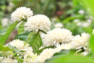 coffee-flowers-blossomed-attracts-tourists-to-kodagu