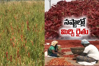 red chilli price fall down