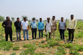 ಗಾಂಜಾ ಬೆಳೆದ ವ್ಯಕ್ತಿಯ ಬಂಧನ