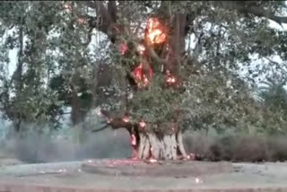 fire in a banyan tree in Godda