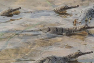 35 Alligator left in Chambal river  Chambal river  Alligator in Chambal river  agra news  agra latest news  ಶೇ 80ರಷ್ಟು ಚಂಬಲ್​ ನದಿಯಲ್ಲಿ ರಾರಾಜಿಸುತ್ತಿರುವ ಮೊಸಳೆಗಳು  ಅಳವಿನಂಚಿನಲ್ಲಿರುವ ಅಲಿಗೇಟರ್​ ಮೊಸಳೆಗಳು ಭಾರತದಲ್ಲೇ ಹೆಚ್ಚು  ಅಲಿಗೇಟರ್​ ಮೊಸಳೆ,  ಅಲಿಗೇಟರ್​ ಮೊಸಳೆ ಸುದ್ದಿ