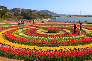 Meet the gardeners who adorned Kashmir's Tulip garden  floriculture department workers  Tulip Garden Kashmir  Kashmir valley Tulip tourism  Asia's largest Tulip gardenഏഷ്യയിലെ ഏറ്റവും വലിയ ഉദ്യാനം കശ്മീരിൽ  ഏഷ്യയിലെ ഏറ്റവും വലിയ തുലിപ് ഉദ്യാനം കശ്മീരിൽ