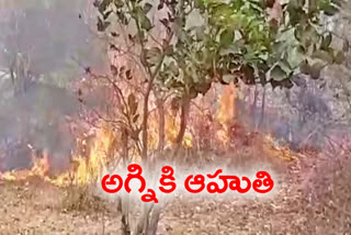 Fire, Nilgiri trees burn