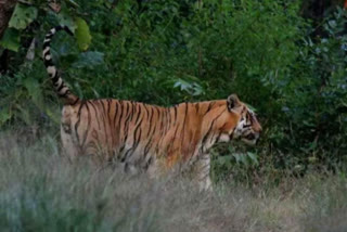 Tigress Sundari