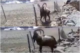 HIMALYAN IBEX SEEN IN KAZA LAHAUL SPITI