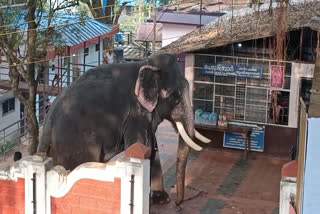 Elephant attack in Angadippuram  Elephant attack in Thirumanthamkunn bhagavathi tepmle  അങ്ങാടിപ്പുറത്ത് ആന ഇടഞ്ഞു  അങ്ങാടിപ്പുറം തിരുമാന്ധാംകുന്ന് ഭഗവതി ക്ഷേത്രം