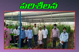 odisha officers visited vegetable production in krishna district