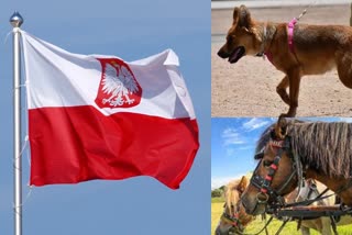 Poland plans pensions for dogs, horses in state employment