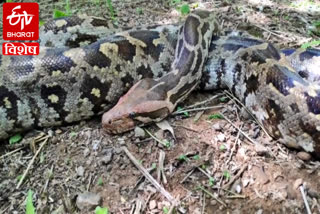 indian rock python increasing hisar