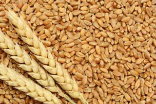 Wheat procurement in Punjab rescheduled from April 10