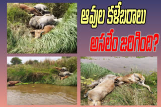 cows dead bodies in nagavali river