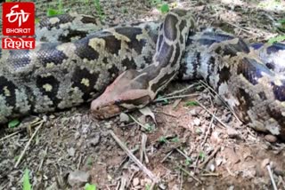 indian rock python number increasing hisar