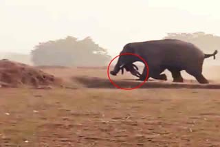 elephant-enter-in-pithoriya-village-in-ranchi