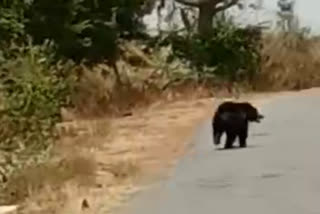 farmers using tractors to send bears  to forest