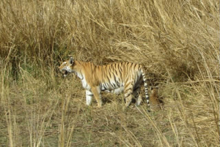 पन्ना टाइगर रिजर्व