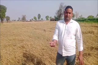 alika village farmer produced black wheat in palwal