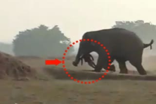 elephant enter in pithoriya village in ranchi
