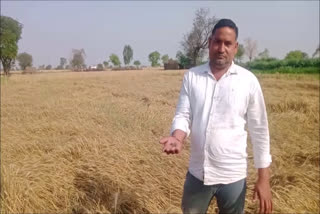 palwal farmer produced black wheat