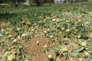 Cauliflower rotting in the fields