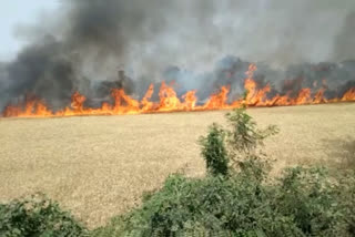 Wheat crop burnt to ashes