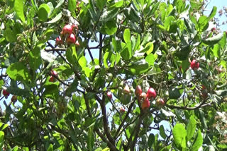 Harvesting of cashew nuts has started in High Range  cashew nuts cultivation in idukki  ഹൈറേഞ്ചില്‍ കശുവണ്ടിയുടെ വിളവെടുപ്പാരംഭിച്ചു  കശുവണ്ടി പരിപ്പ്