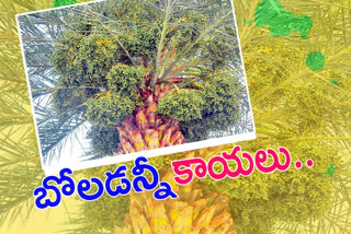 many fruits with palm tree at visakha