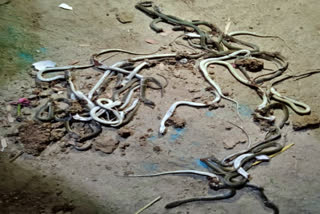 50 snake babies live in Mahabubabad district