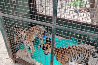 Three tiger cubs found in Nugu wildlife sanctuary: two died due to hunger