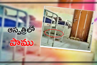 snake , snake in rims hospital, adilabad rims hospital