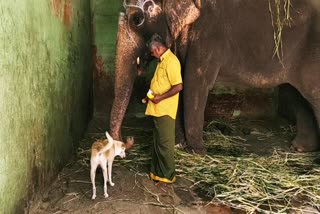 மாயூரநதர் கோயில் யானை  மாயூரநதர் கோயில் யானை நாய் நட்பு  யானை அபயாம்பிகை - நாய் அப்பு  மாயூரநதர் கோயில் யானை அபயாம்பிகை  Mayuranathar Temple Elephant  Mayuranathar Temple Elephant Dog Friendly  Elephant Abhayambikai - Dog Appu  Mayuranathar Temple Elephant Abhayambikai