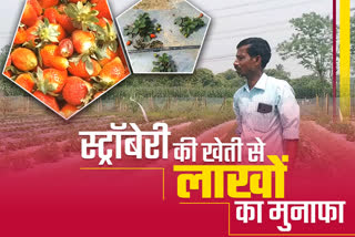 strawberry farming in purnea