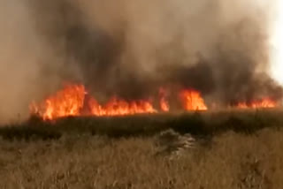 fire in wheat fields,  baran news