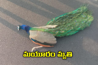 Peacock dies in road accident in Adilabad district, road accident in adilabad