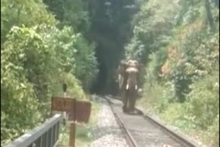 Elephant walking on a railway track at hassan