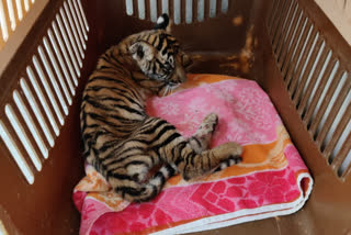 Third tiger cub dies of starvation in Karnataka