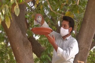 watering facilities in the gardens for the birds