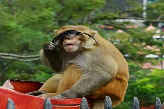 monkey was cought in shimla