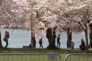 DC cherry blossoms despite pandemic