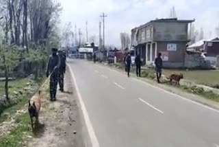 crpf inspected the roads with dogs in kulgam